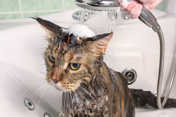 come disinfettare le zampe del gatto