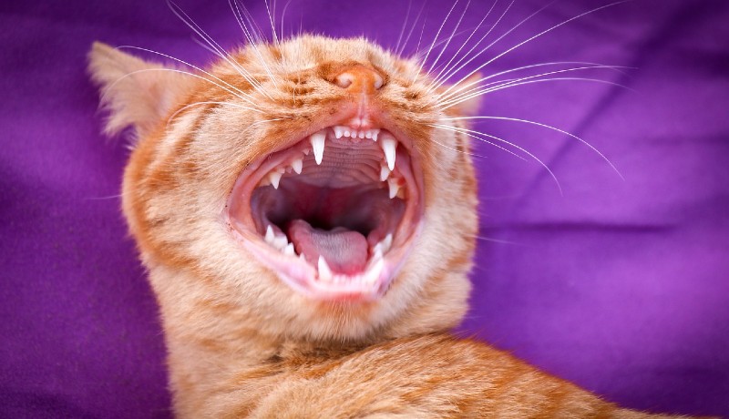 Gatto e denti
