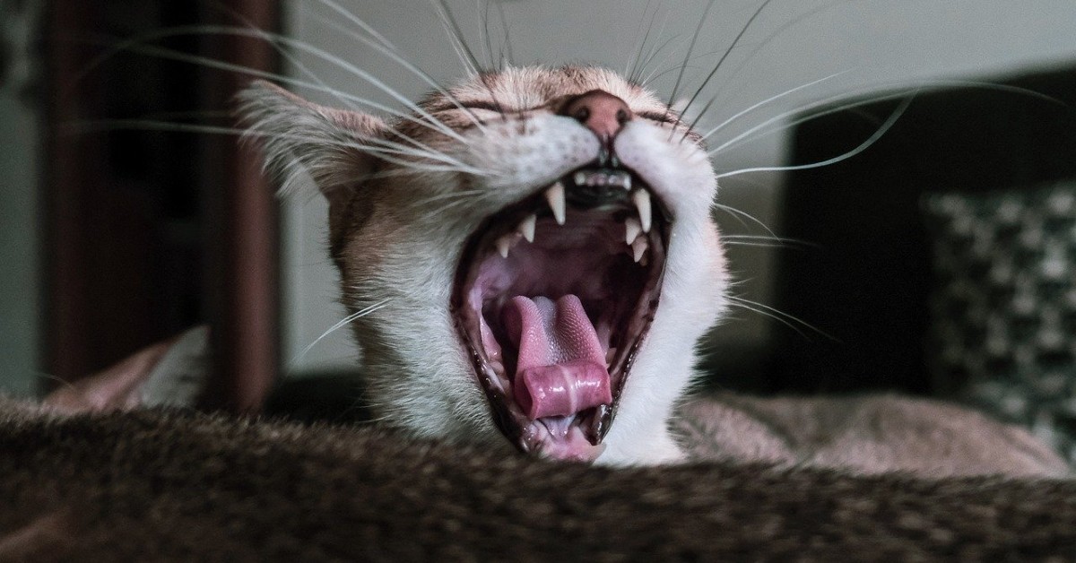 Gatti, perché perdono i denti: cause e soluzioni