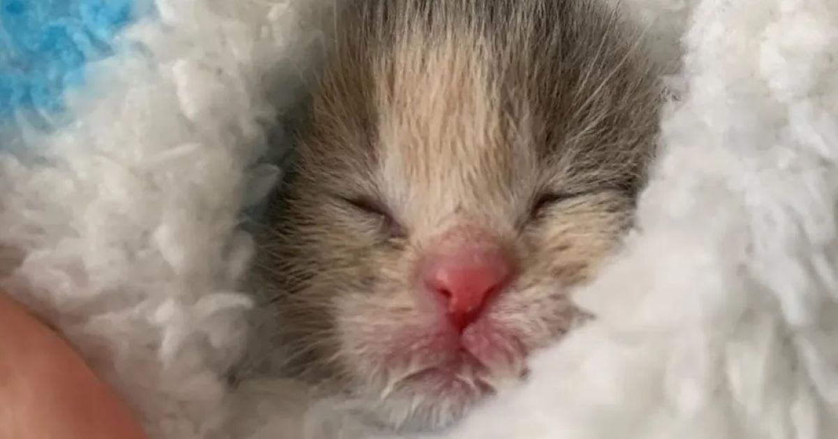 Cece, il gattino salvato dal cantiere (video)