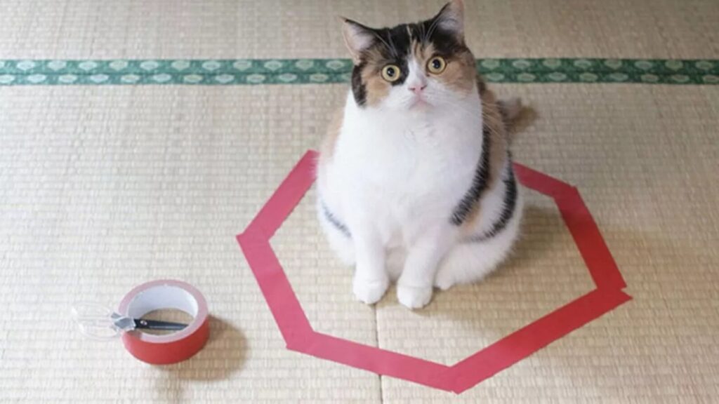 gatto buffo dentro a un cerchio