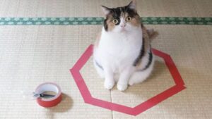 Perché i gatti entrano nei cerchi e nelle scatole?