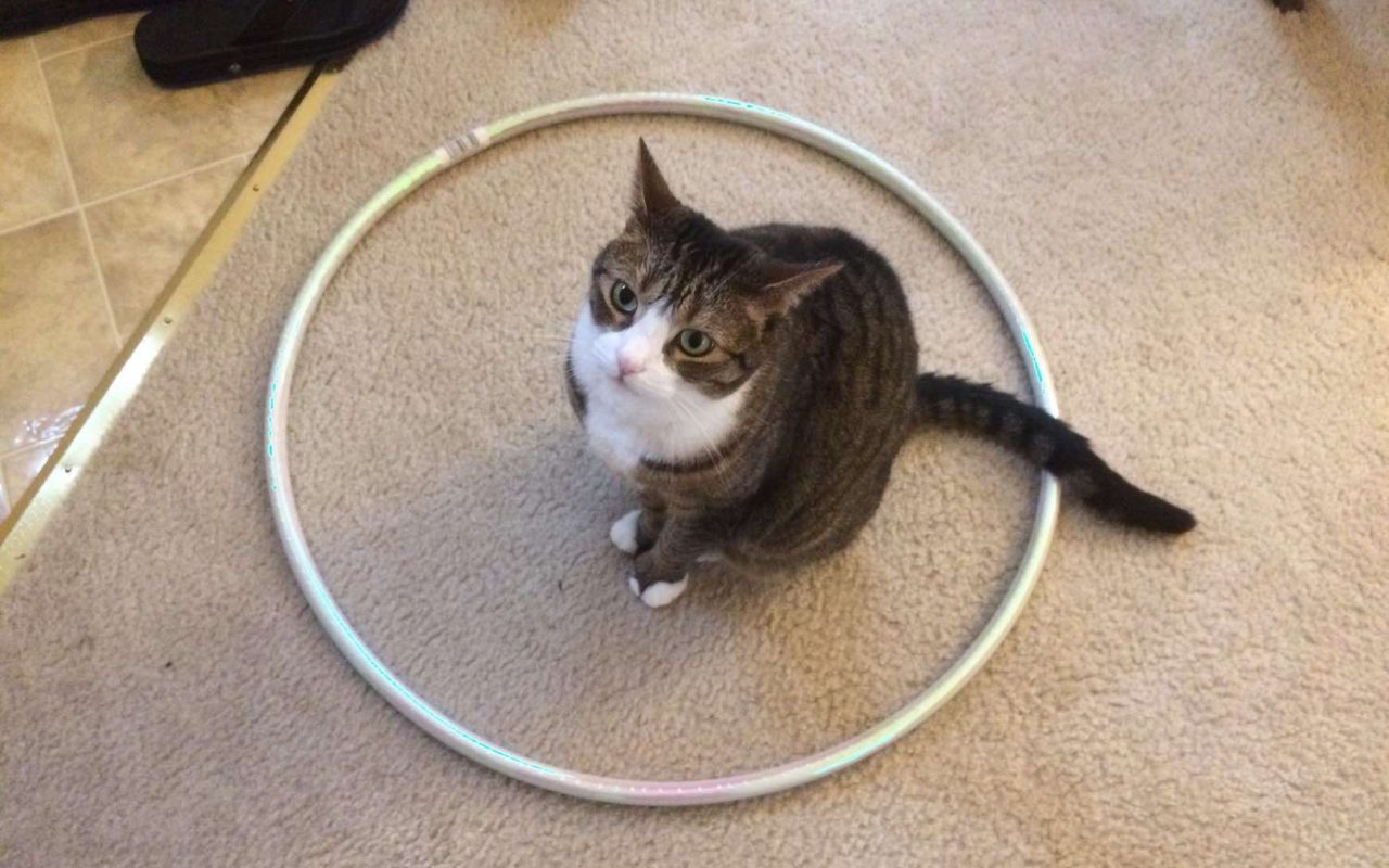 gatto seduto in un cerchio