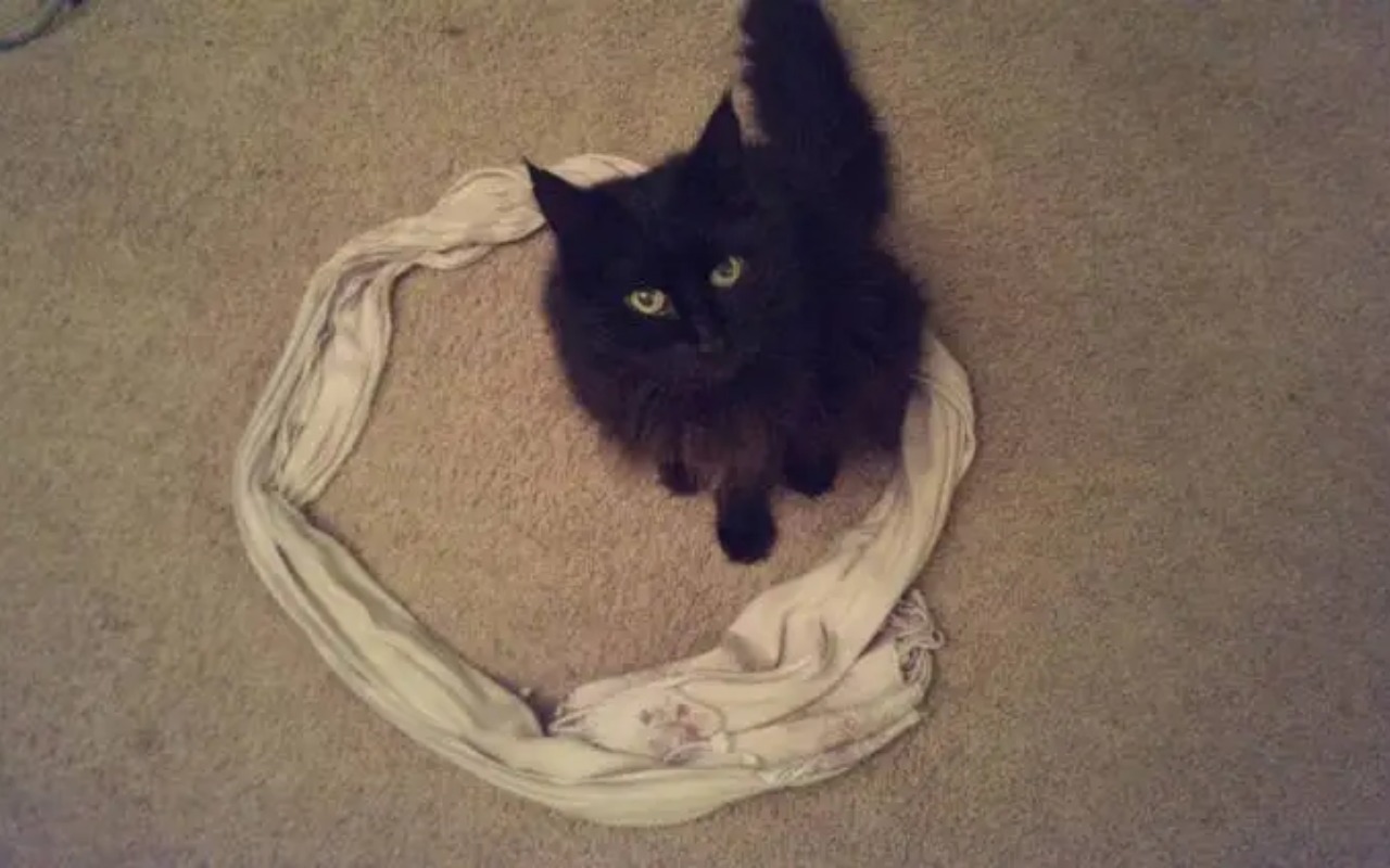 gatto nero dentro a un cerchio di stoffa