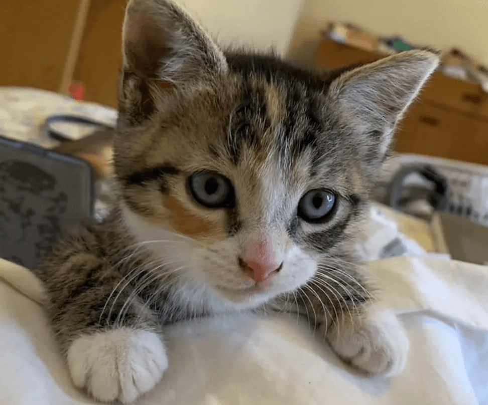 gattina-occhi-blu