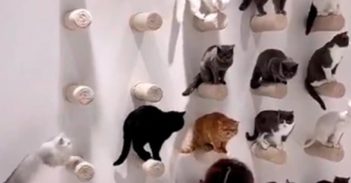 Gattini richiamati si dispongono in maniera strana(video)