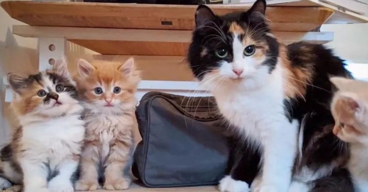 Ciboulette, gattino salvato con i suoi piccoli (video)