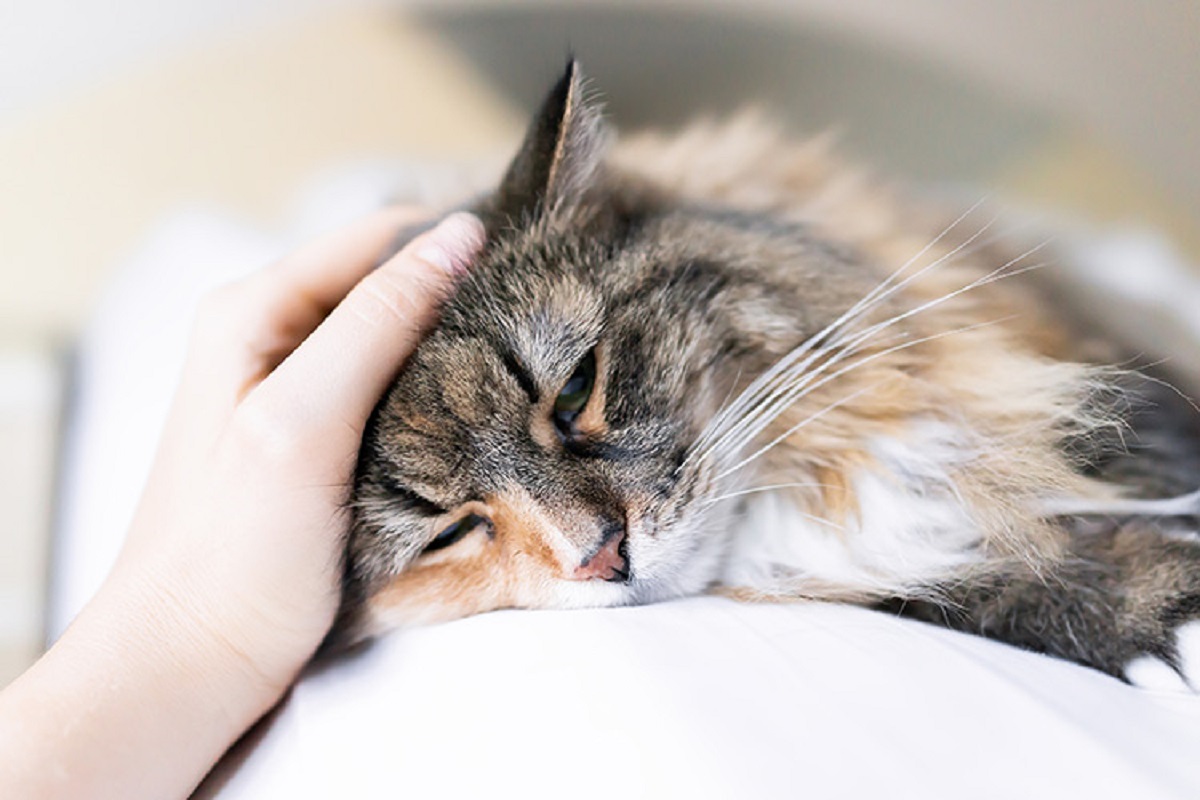 Gatto anziano dorme sempre: c’è da preoccuparsi?