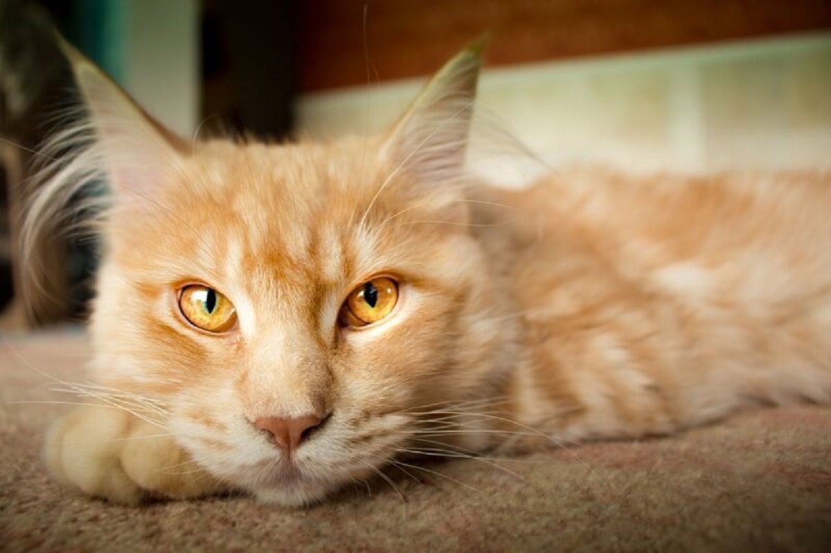 Gatto anziano vomita giallo: cause e cosa fare