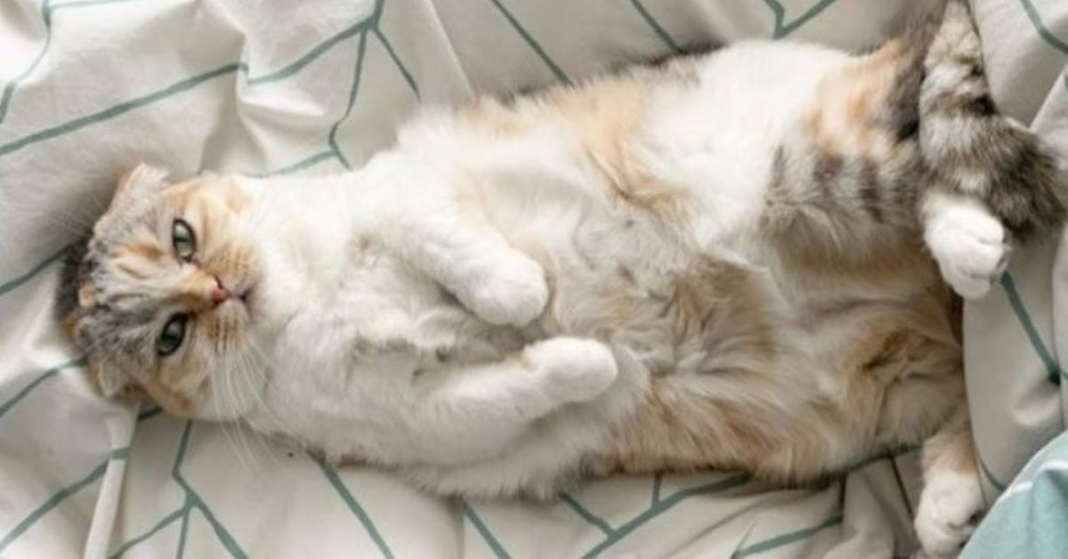 Luna, il gatto che non lascia le coperte (video)