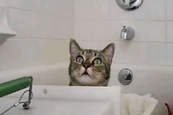 king il gattino video