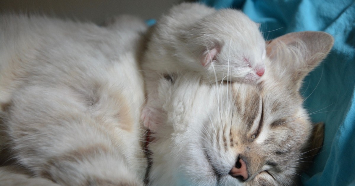 Cosa Mangiano I Gattini Di 3 Mesi Idee E Suggerimenti Il Mio Gatto E Leggenda