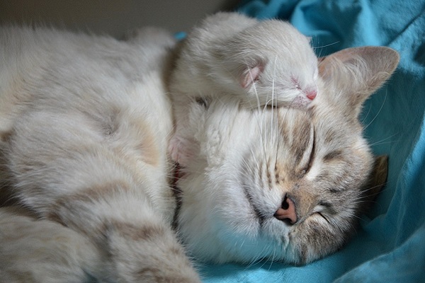 mamma e cucciolo bianchi tigrati