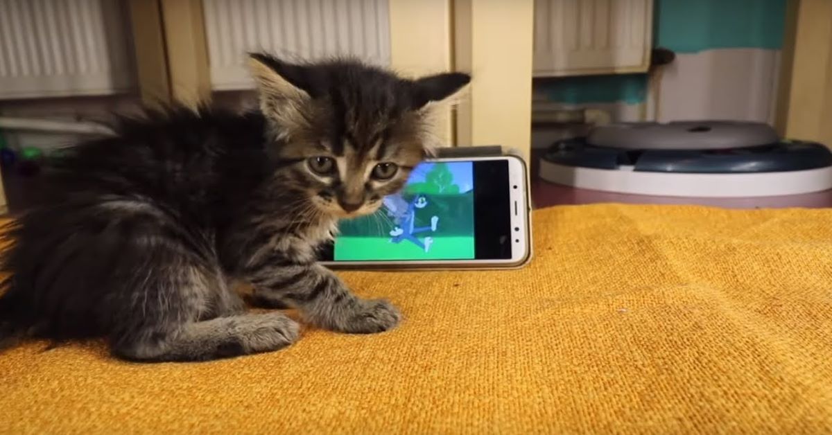 Micio, il gattino usato come supporto telefonico