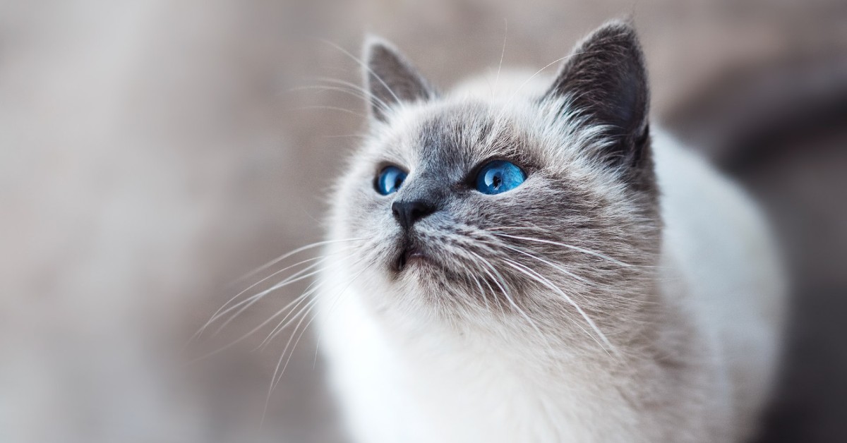 Gatto sacro di Birmania: meglio maschio o femmina?