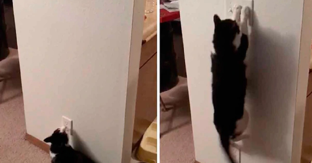 Odi, il gattino che spegne la luce (video)