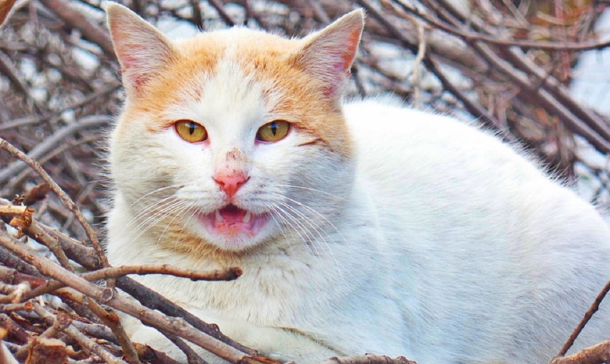 gatto smorfia di flehmen