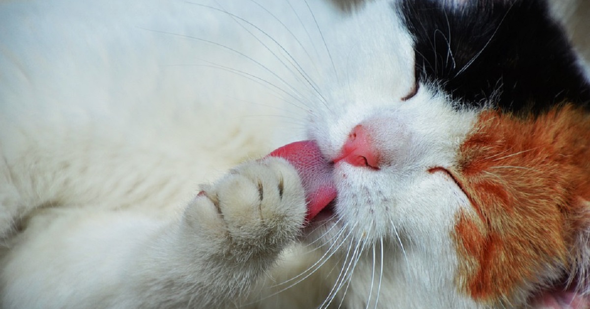 Gatto e Coronavirus, come proteggere Micio dal Covid-19