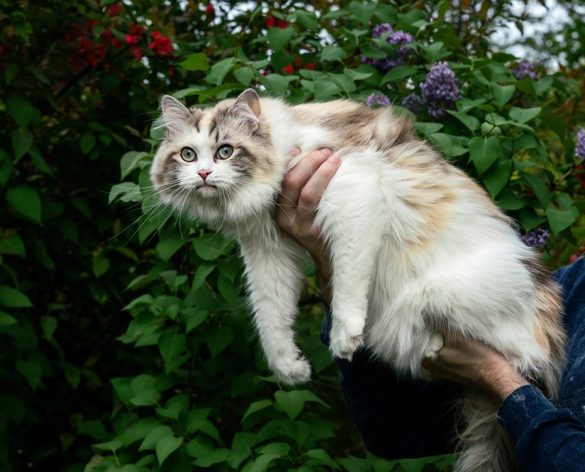 Gatto Ragdoll: prenderlo in braccio va sempre bene?