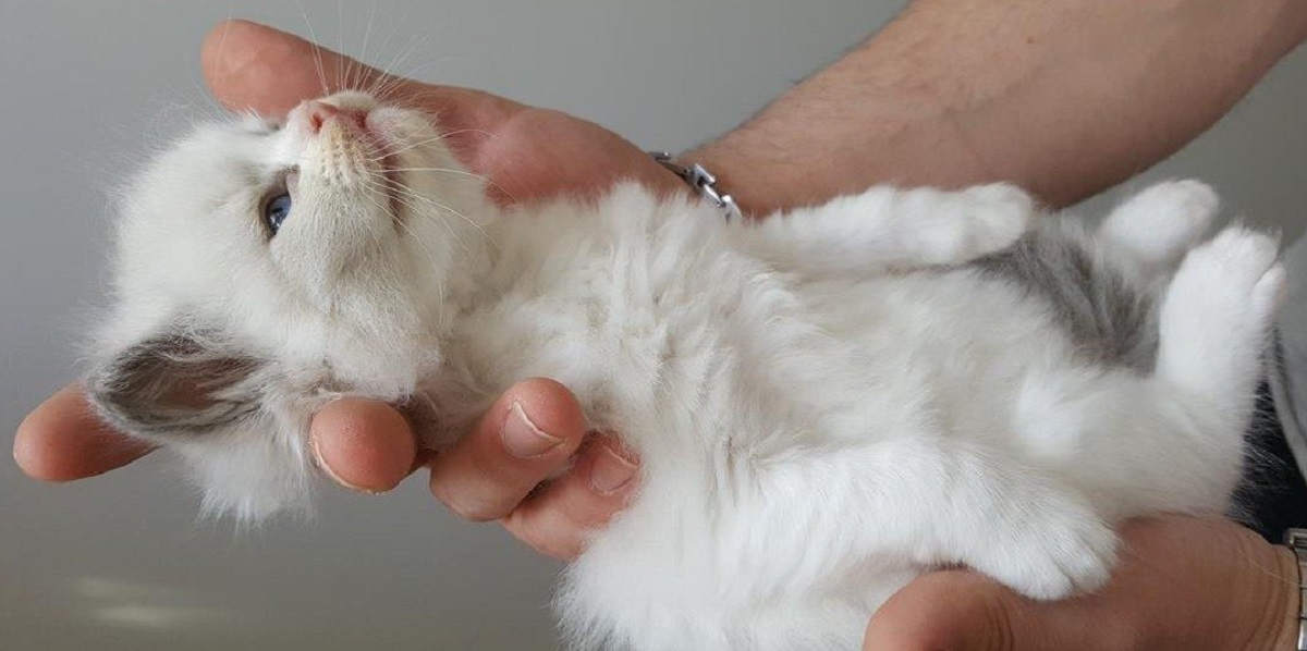 cucciolo di ragdoll preso in braccio