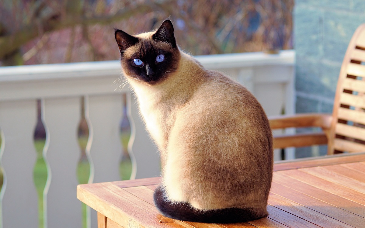 gatto siamese