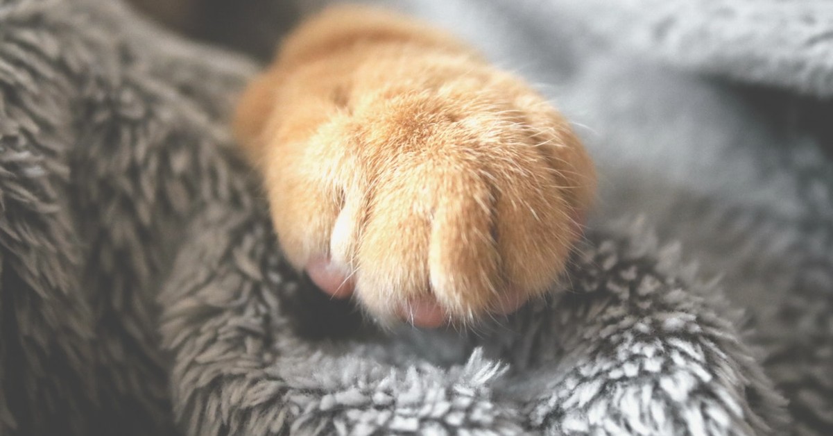 Gatti, perché amano dormire sui nostri vestiti?
