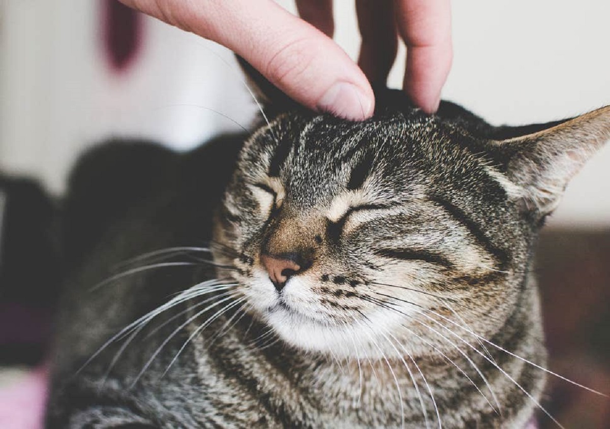 gatto accarezzato sulla testa