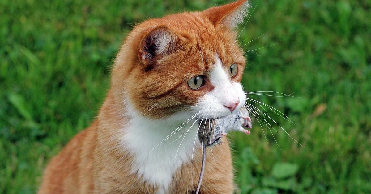 gatto con topo in bocca