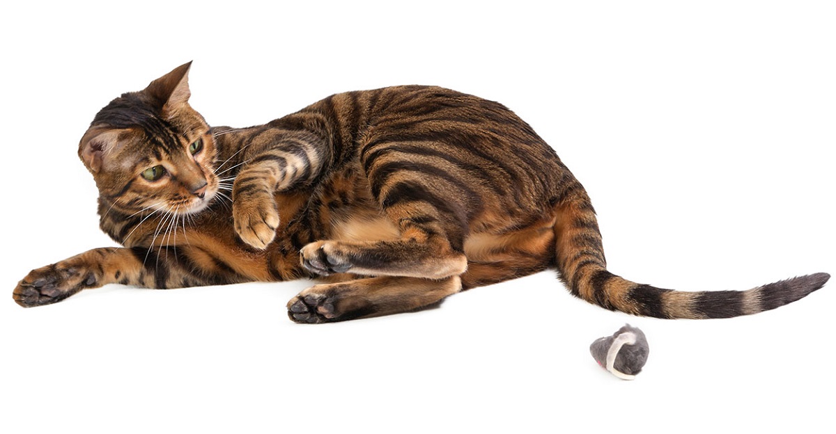 Toyger: il gatto che sembra una tigre