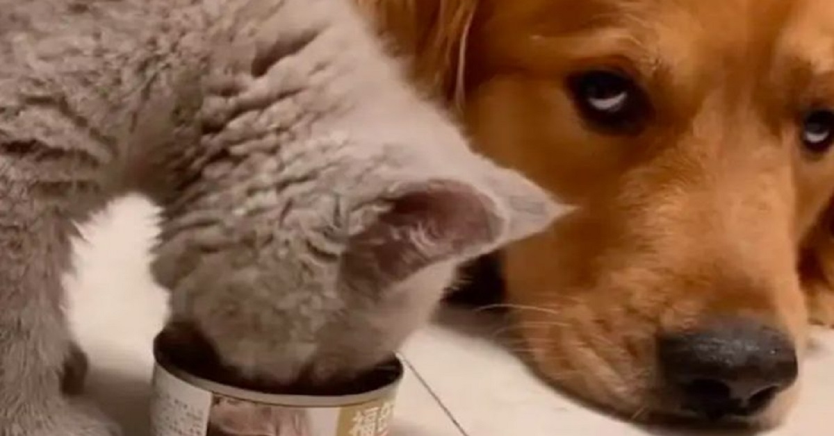 Ted, il gattino che aiutò un Golden Retriever a guarire (video)