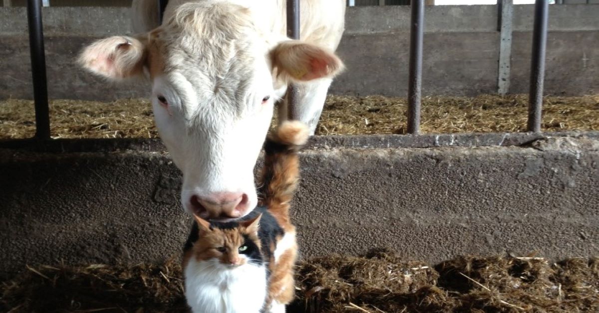 Zenzero, il gattino che accudisce un vitello (video)