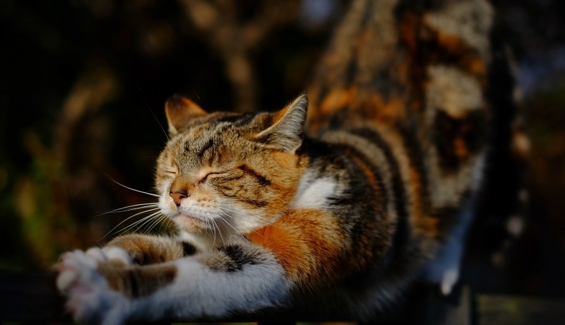 Gatto che si stiracchia