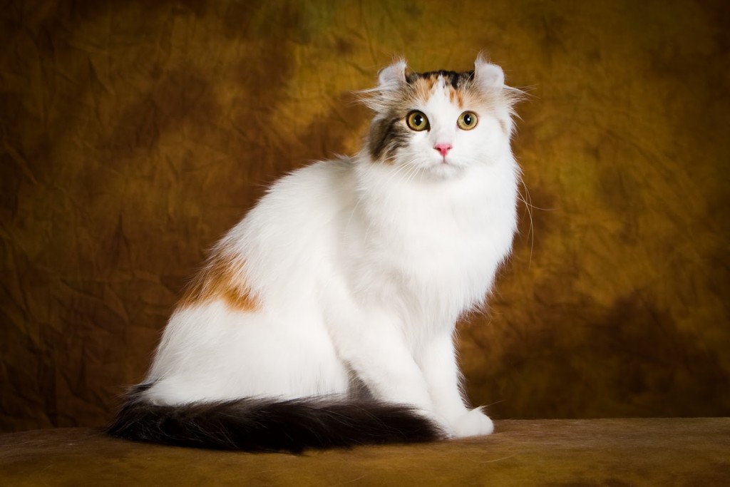 gatto american curl