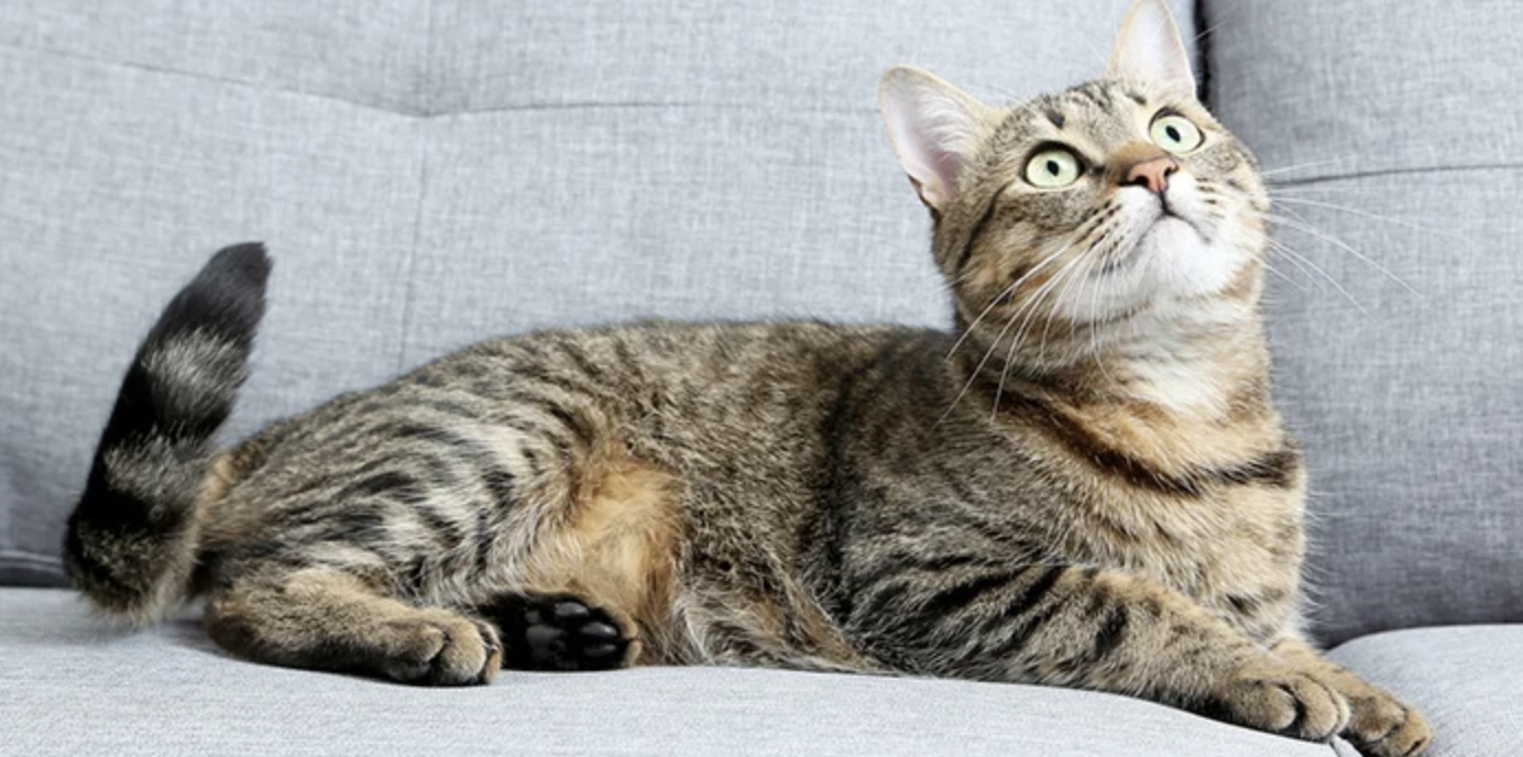 gatto American Wirehair