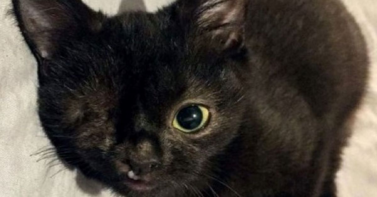 Ana, il gattino con un occhio che aspetta casa