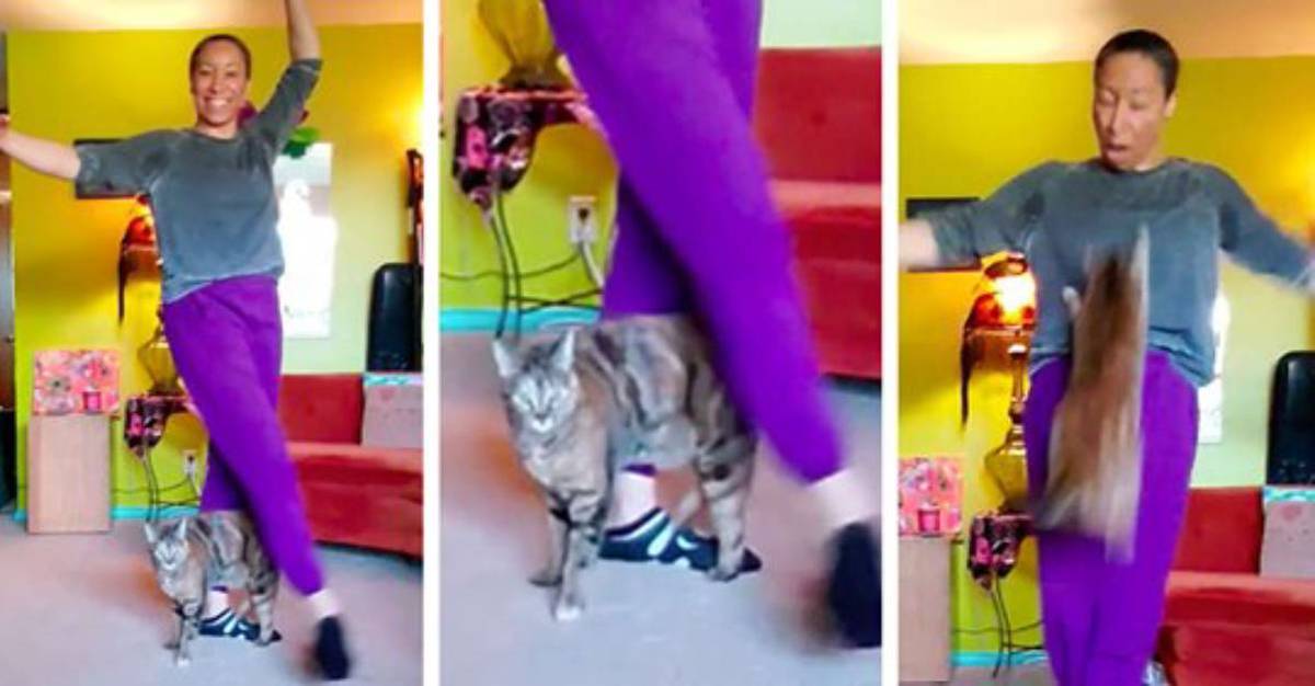 Aurora la gattina in cerca di attenzione che interrompe il balletto della sua padrona (video)
