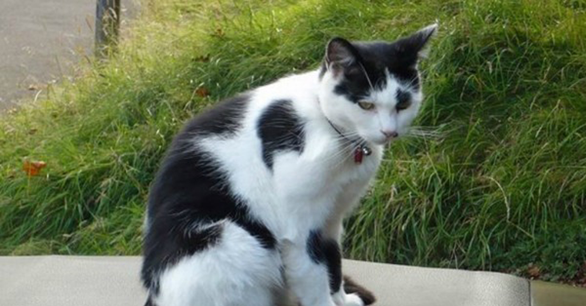 Babsy, il gattino che è tornato a casa dopo 9 anni per un ultimo saluto
