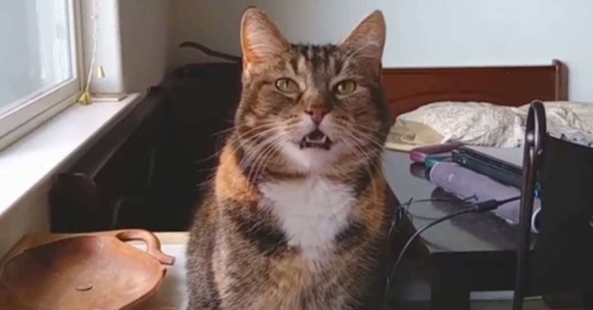 Bacon, il gattino che dice “Uh-Oh” quando ha fame (VIDEO)