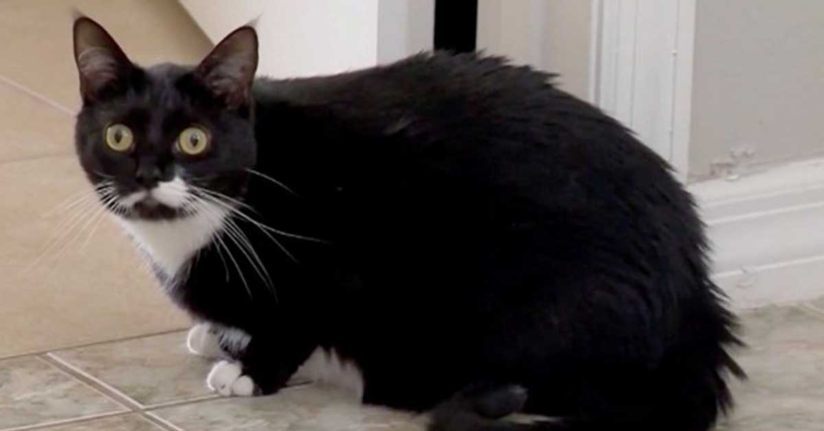 Bella, il gattino che ha salvato la sua famiglia da una fuga di gas