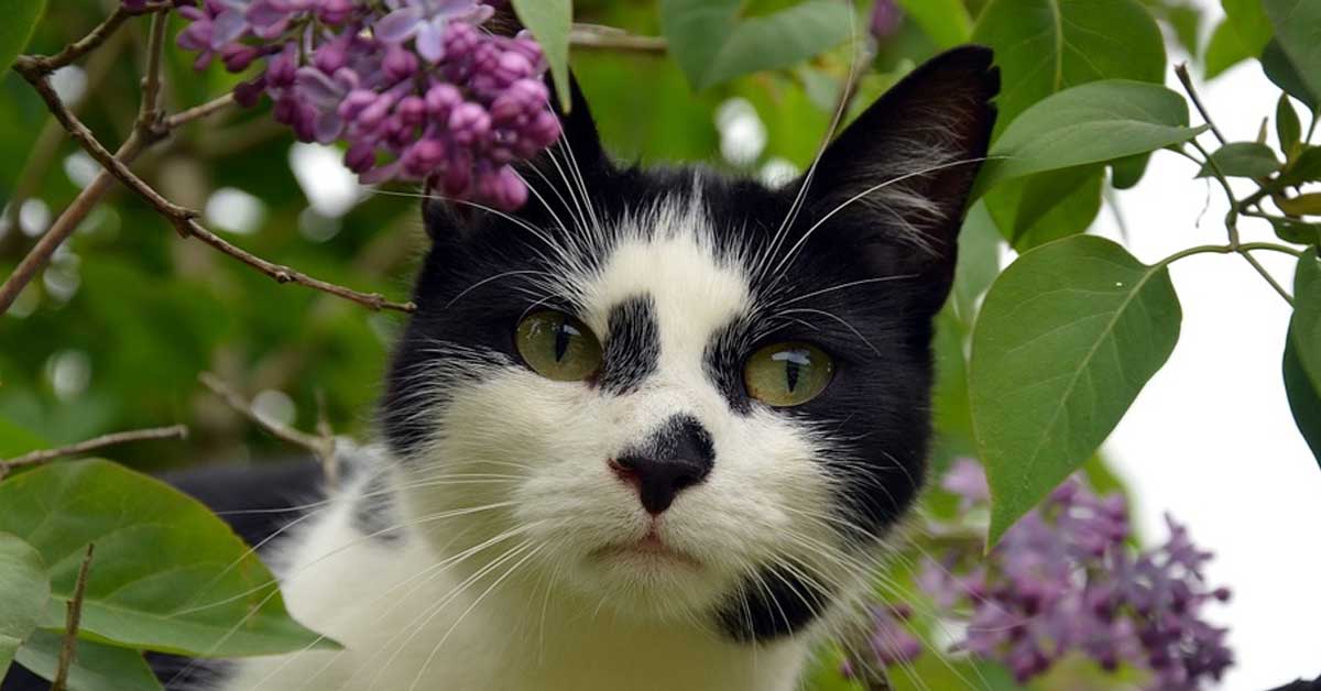 Gatto che osserva