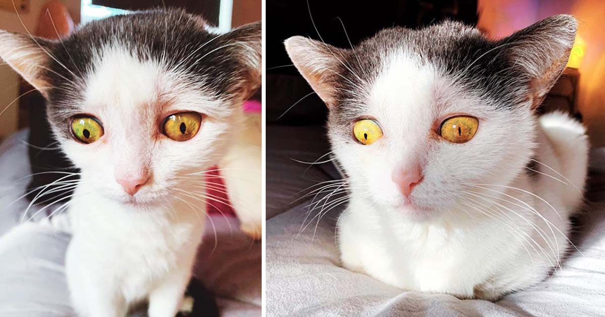 Belly, il gattino salvato in extremis che finalmente ha iniziato la sua vita felice (video)