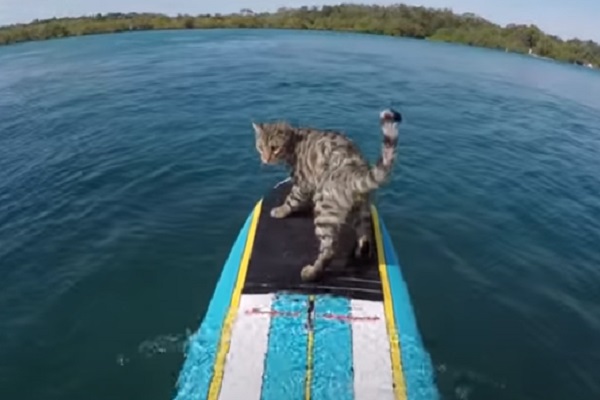 bobo gattino surf