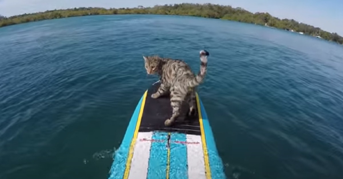 Bobo, il gattino che adora fare surf (video)