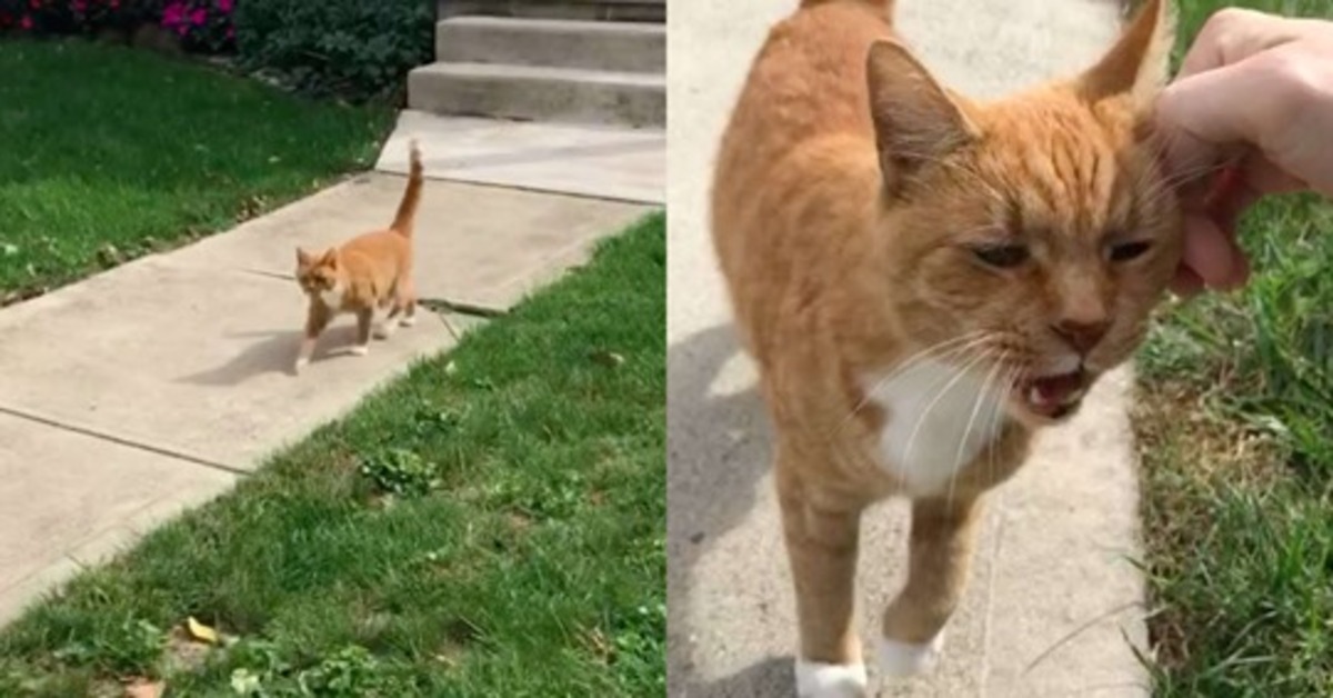 Bosco, il gattino super affettuoso che saluta tutti i suoi vicini