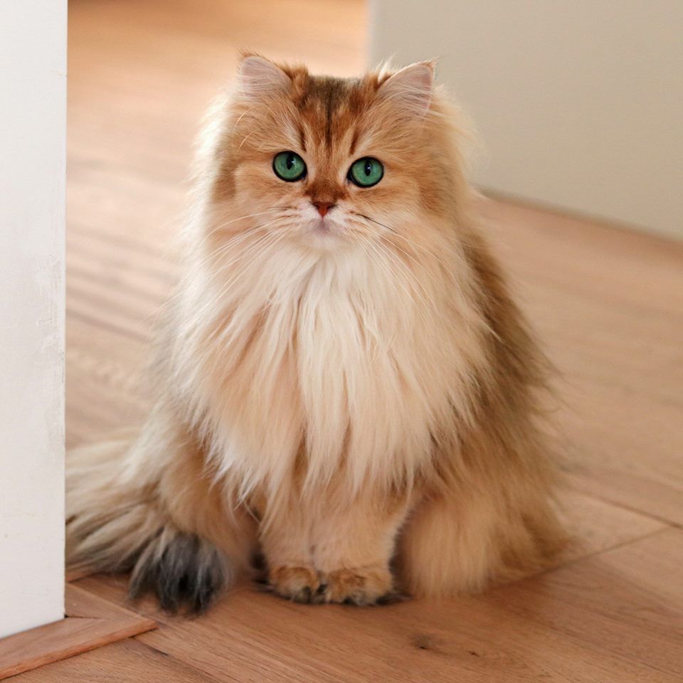 British Longhair origini prezzo caratteristiche e British Longhair origini prezzo caratteristiche e