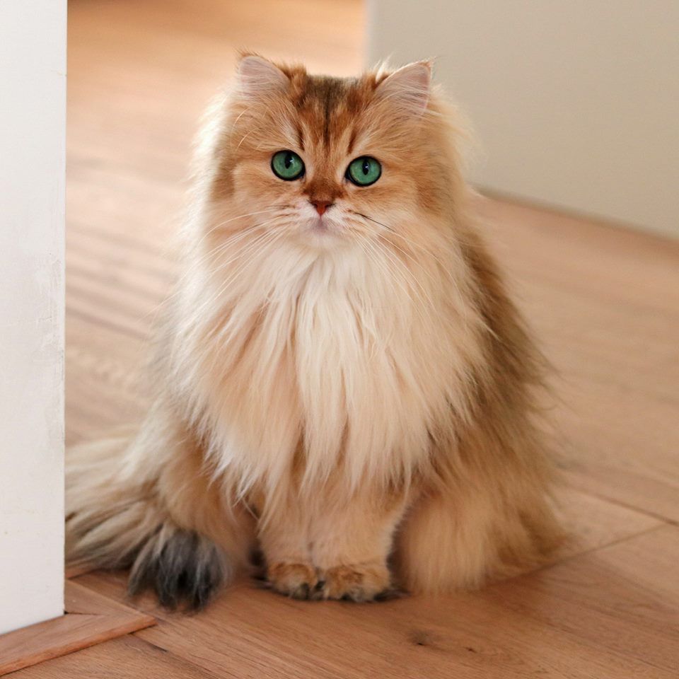 gatto british longhair