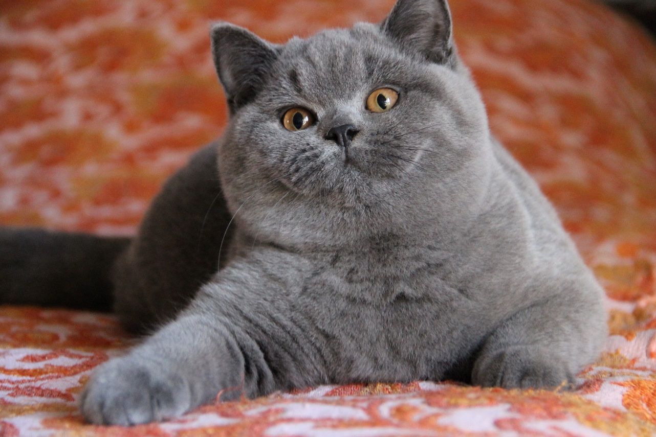 british shorthair grigio