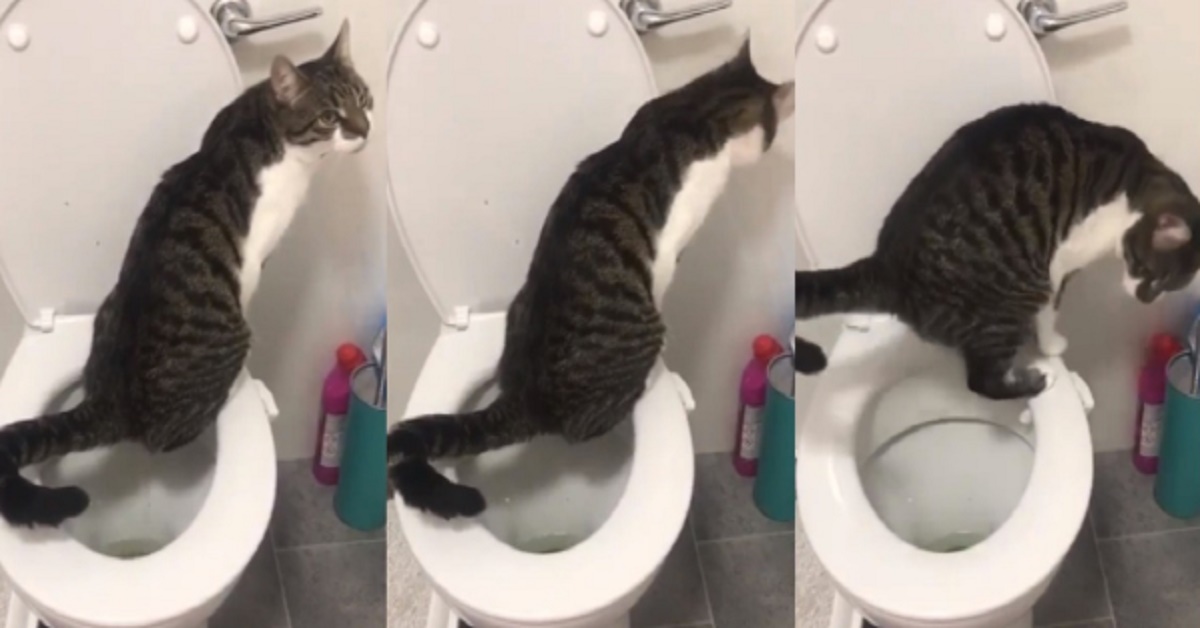 Butch, il gattino che va in bagno come gli umani