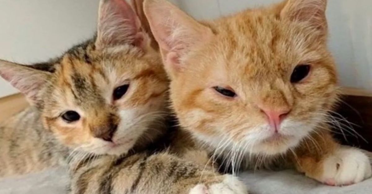 Calliope, il gatto che non lascia solo il fratello (video)