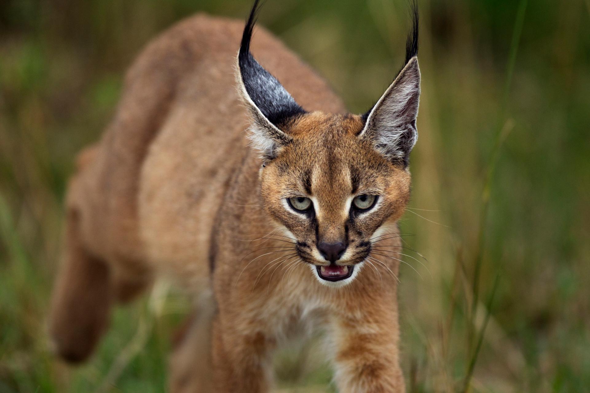 gatto selvatico Caracal nella vegetazione